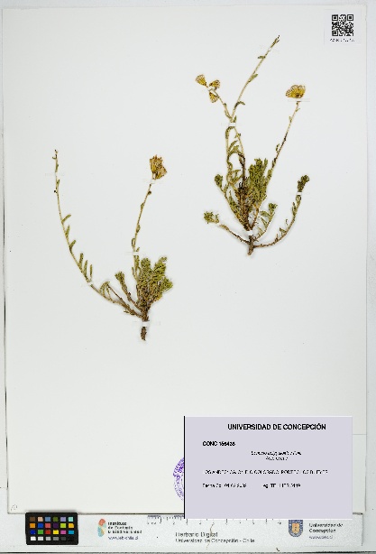 Senecio polygaloides [Espécimen: UDEC:CONC:0156438]