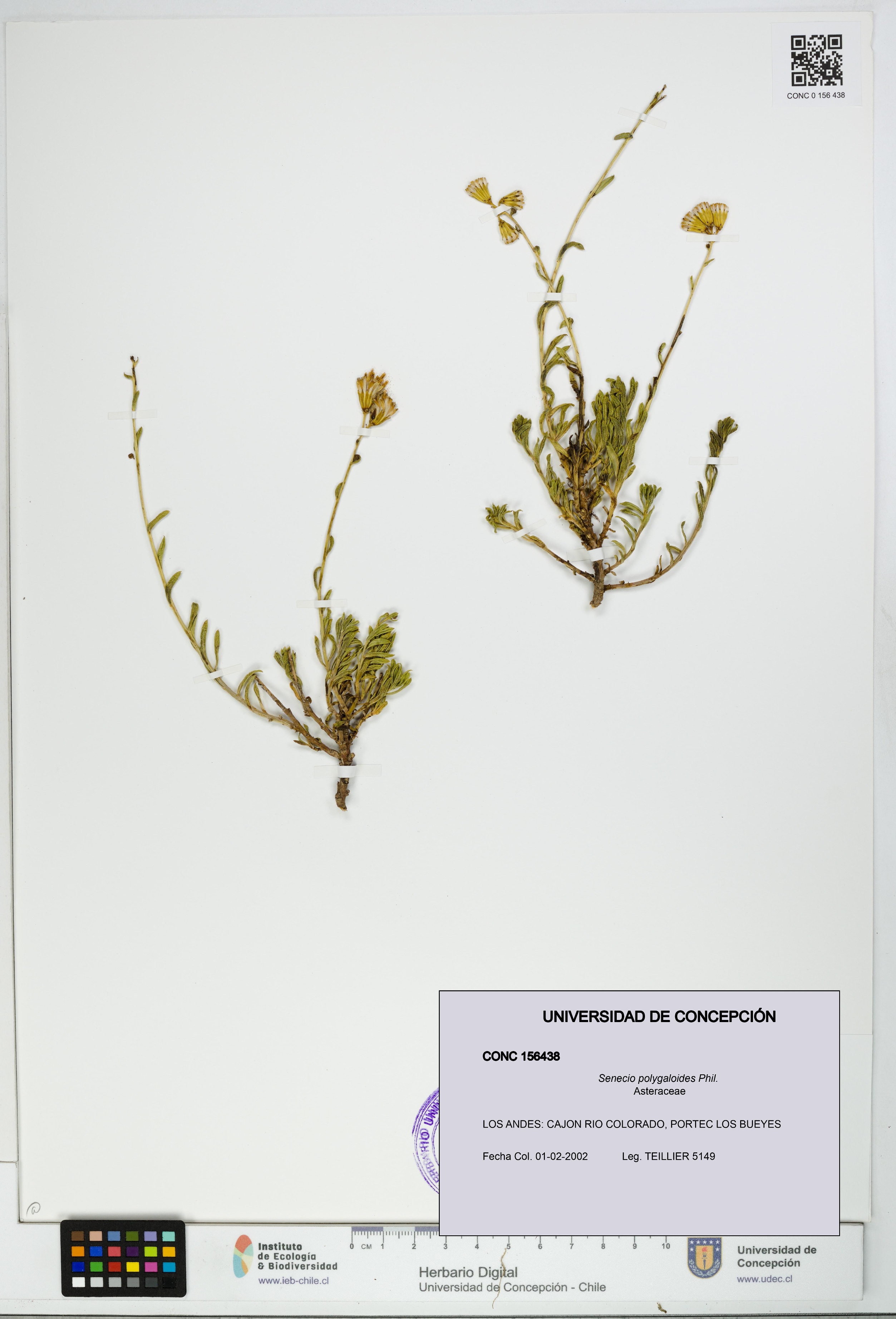 Senecio polygaloides [Espécimen: UDEC:CONC:0156438]