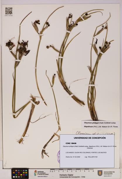Olsynium philippii subsp. illapelinum [Espécimen: UDEC:CONC:0156439]
