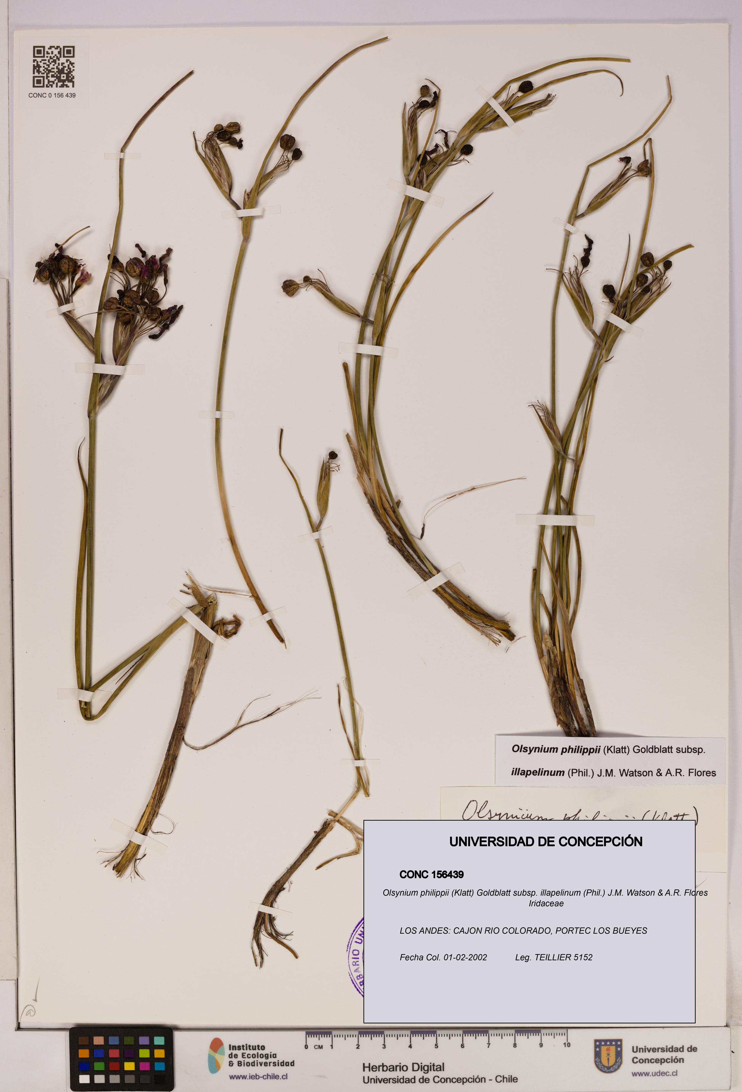 Olsynium philippii subsp. illapelinum [Espécimen: UDEC:CONC:0156439]