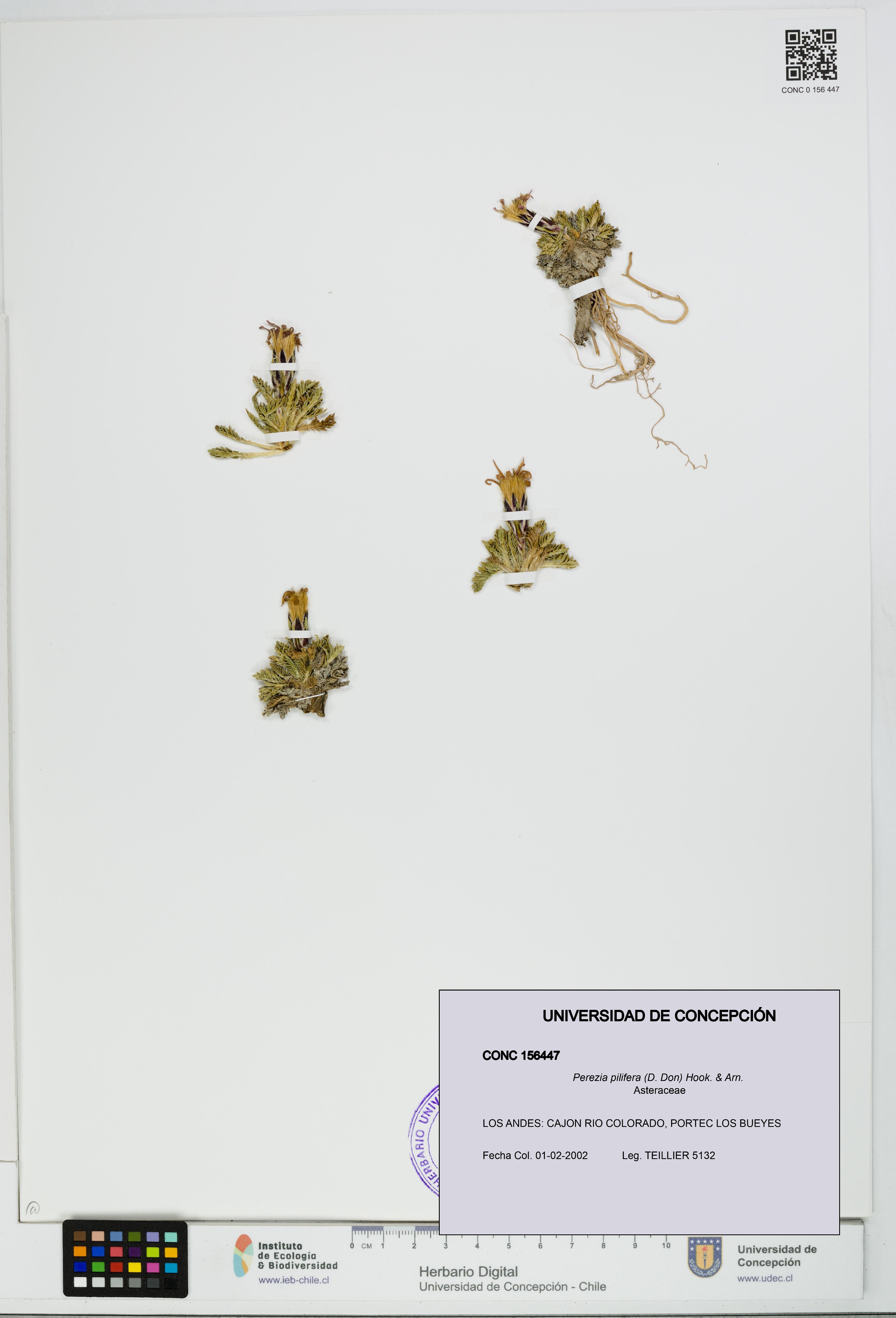 Perezia pilifera [Espécimen: UDEC:CONC:0156447]