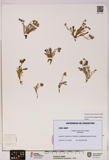 Cistanthe humilis [Espécimen: UDEC:CONC:0156457]