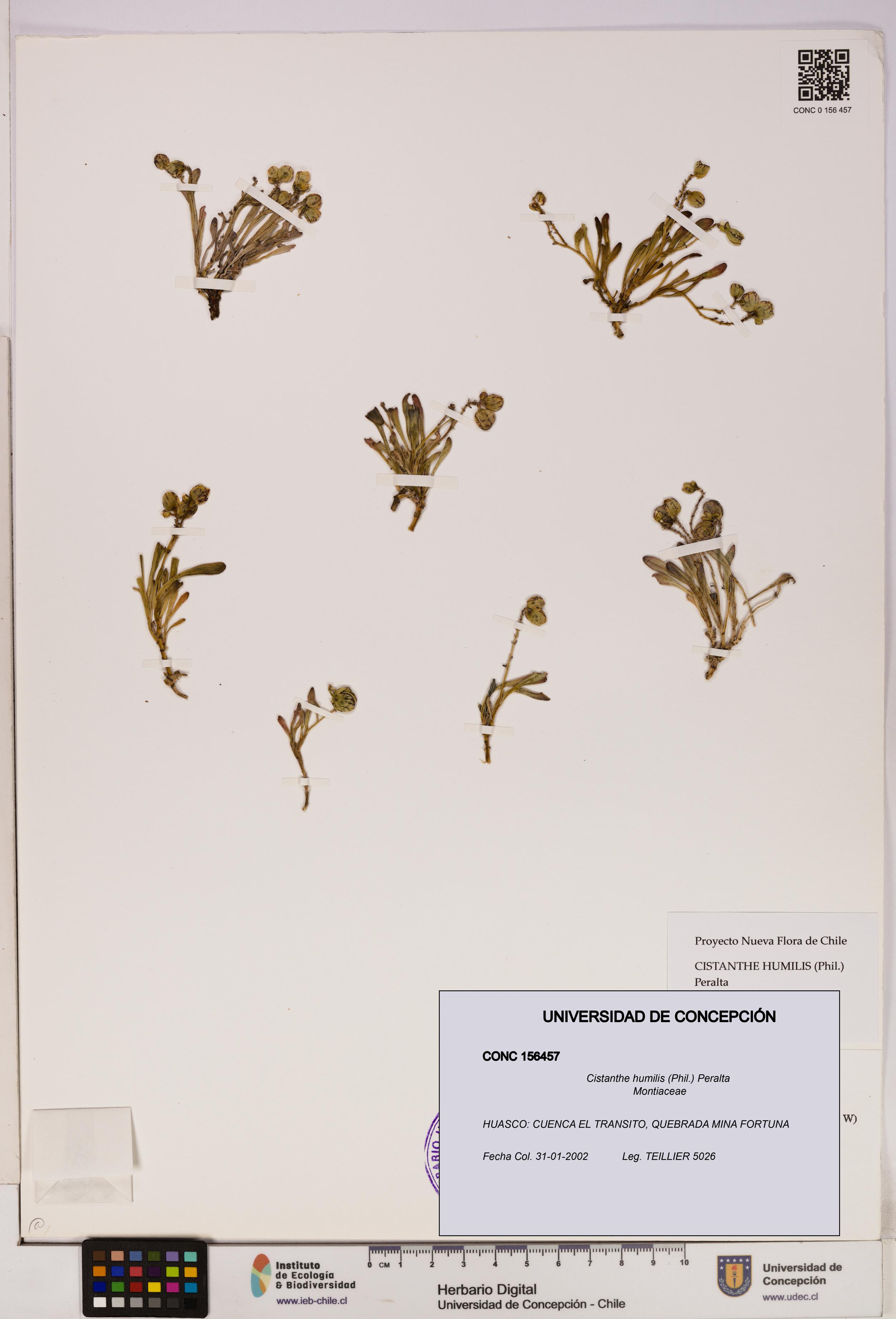 Cistanthe humilis [Espécimen: UDEC:CONC:0156457]