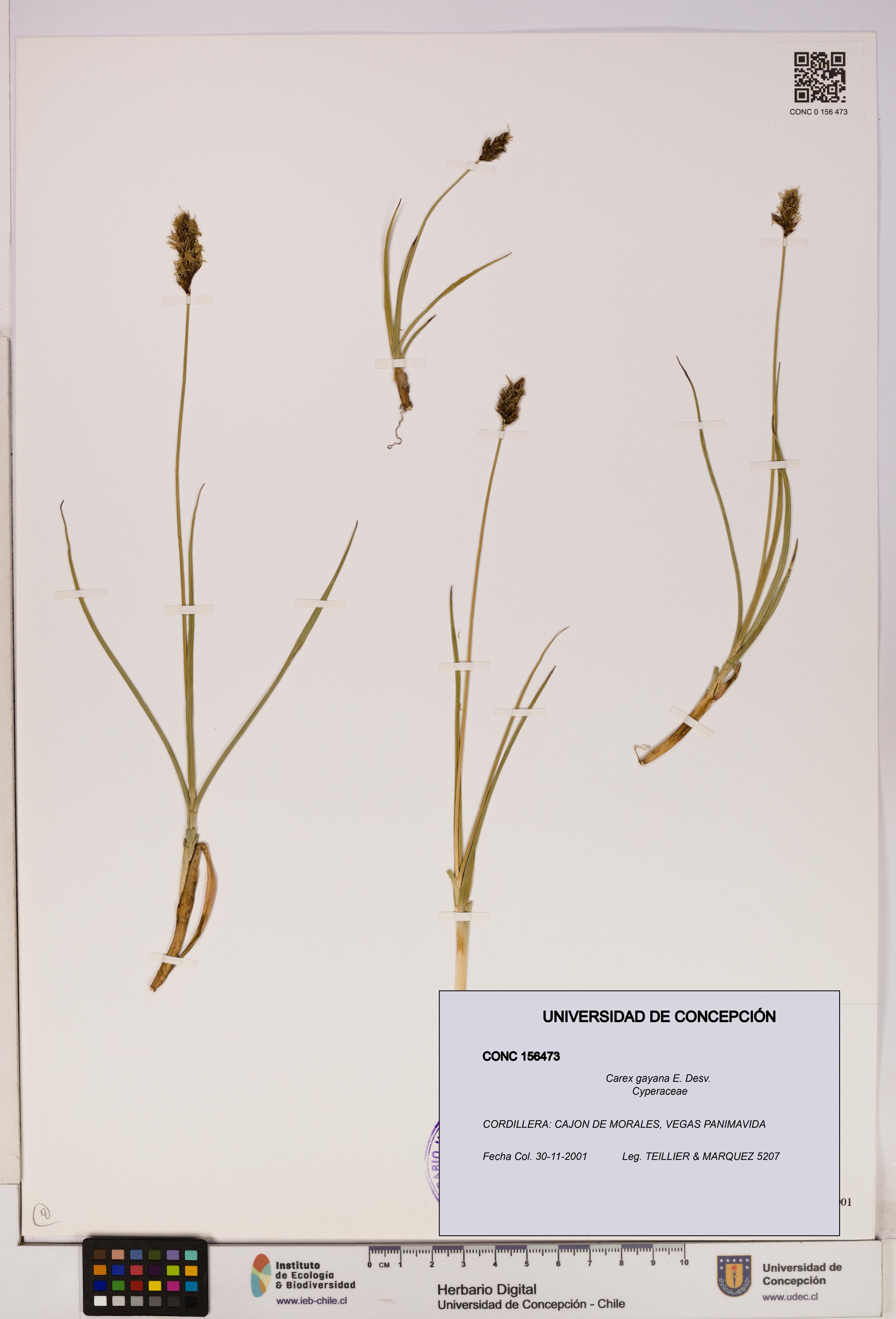 Carex gayana [Espécimen: UDEC:CONC:0156473]