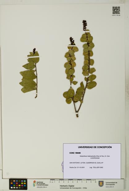 Notanthera heterophylla [Espécimen: UDEC:CONC:0156480]