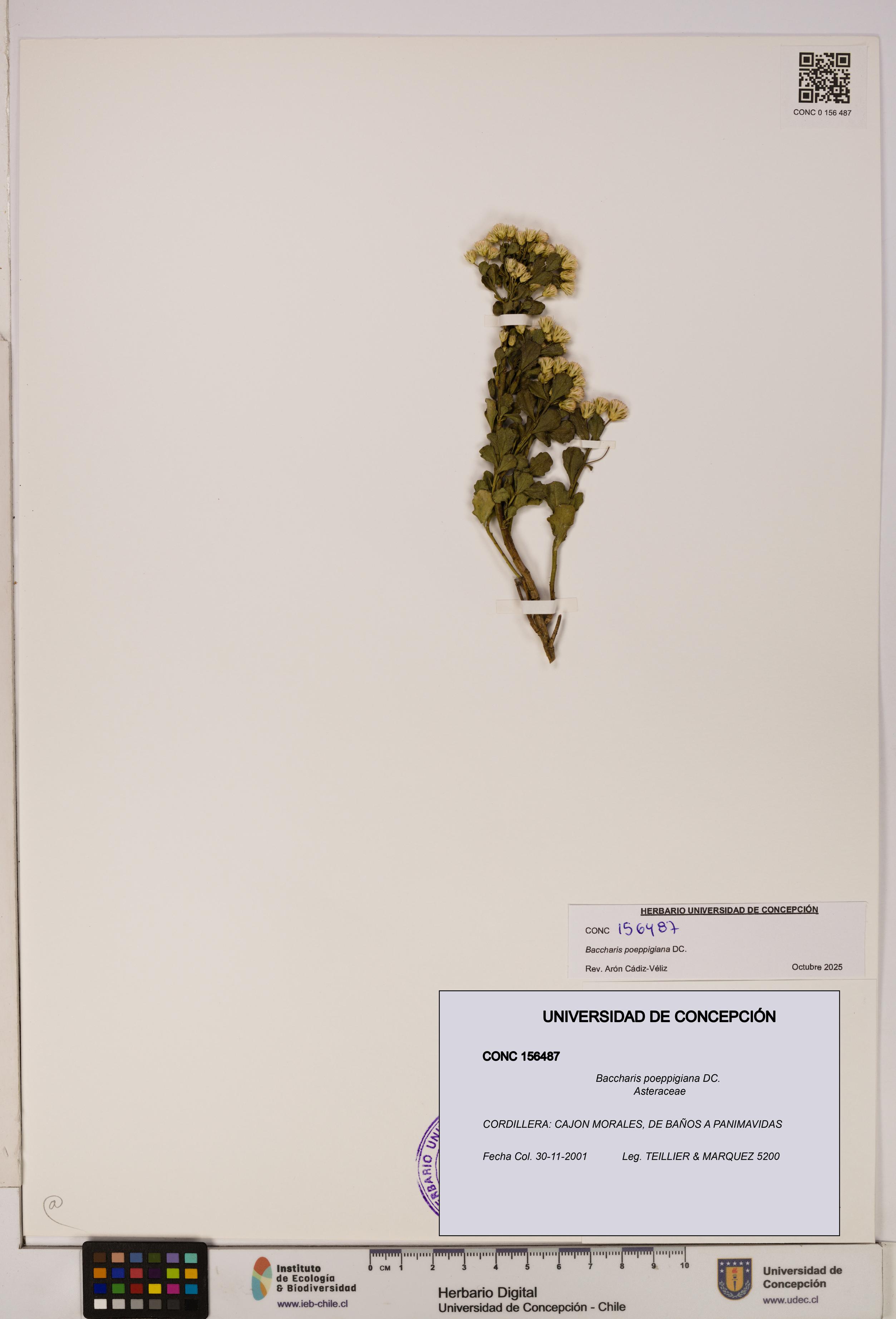 Baccharis poeppigiana [Espécimen: UDEC:CONC:0156487]