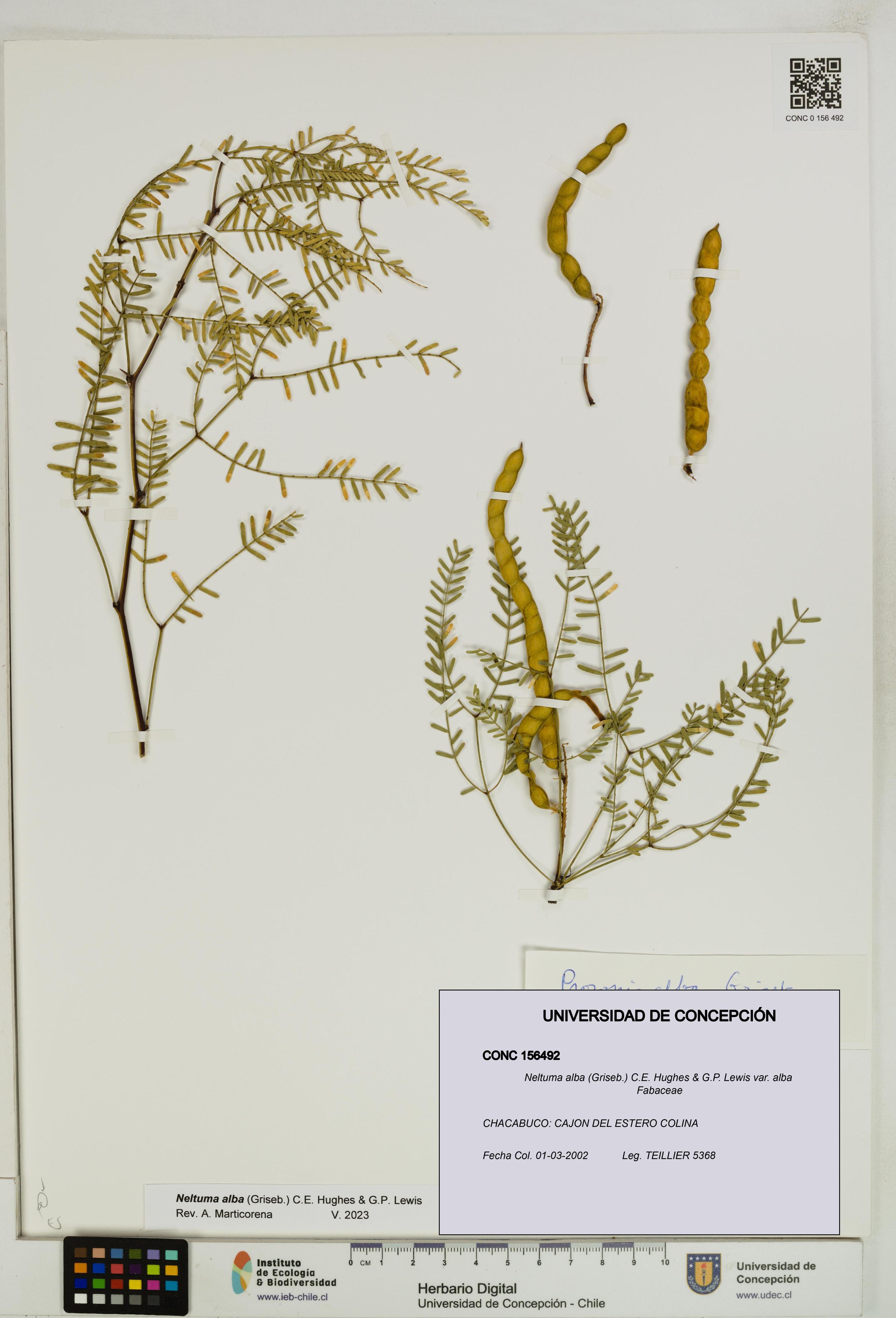 Neltuma alba var. alba [Espécimen: UDEC:CONC:0156492]