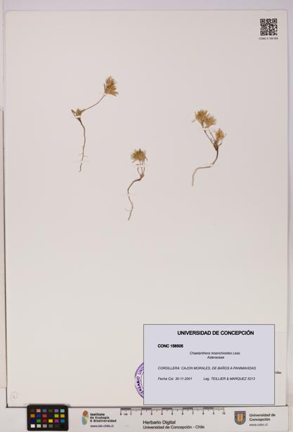 Chaetanthera moenchioides [Espécimen: UDEC:CONC:0156505]