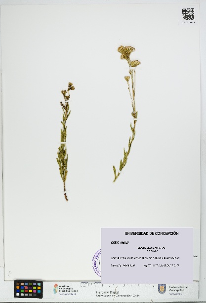 Senecio polygaloides [Espécimen: UDEC:CONC:0156507]