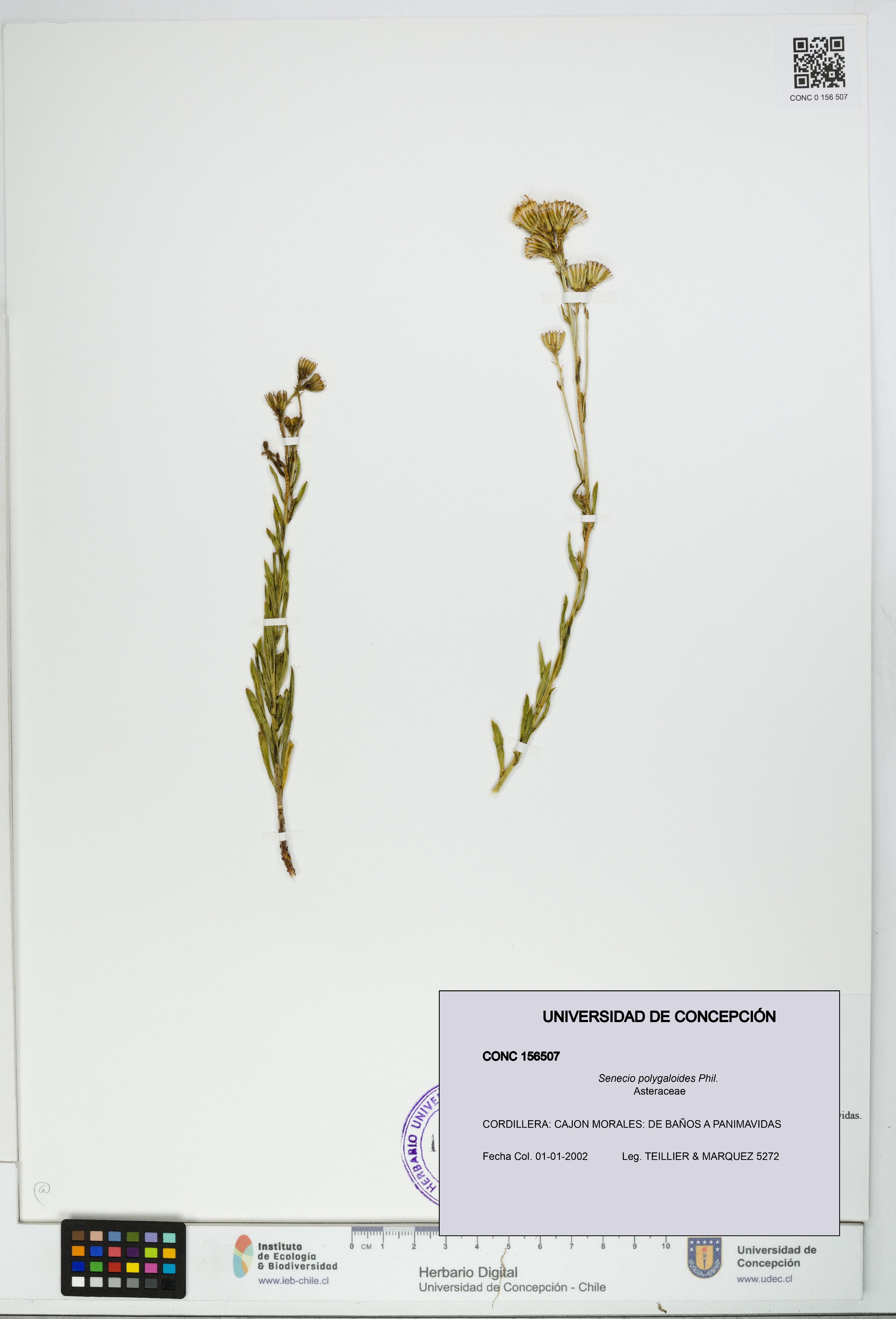 Senecio polygaloides [Espécimen: UDEC:CONC:0156507]