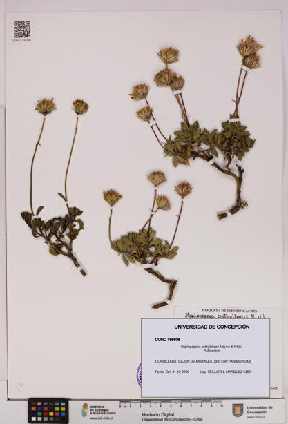 Haplopappus anthylloides [Espécimen: UDEC:CONC:0156508]