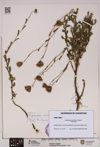 Haplopappus undulatus [Espécimen: UDEC:CONC:0156511]