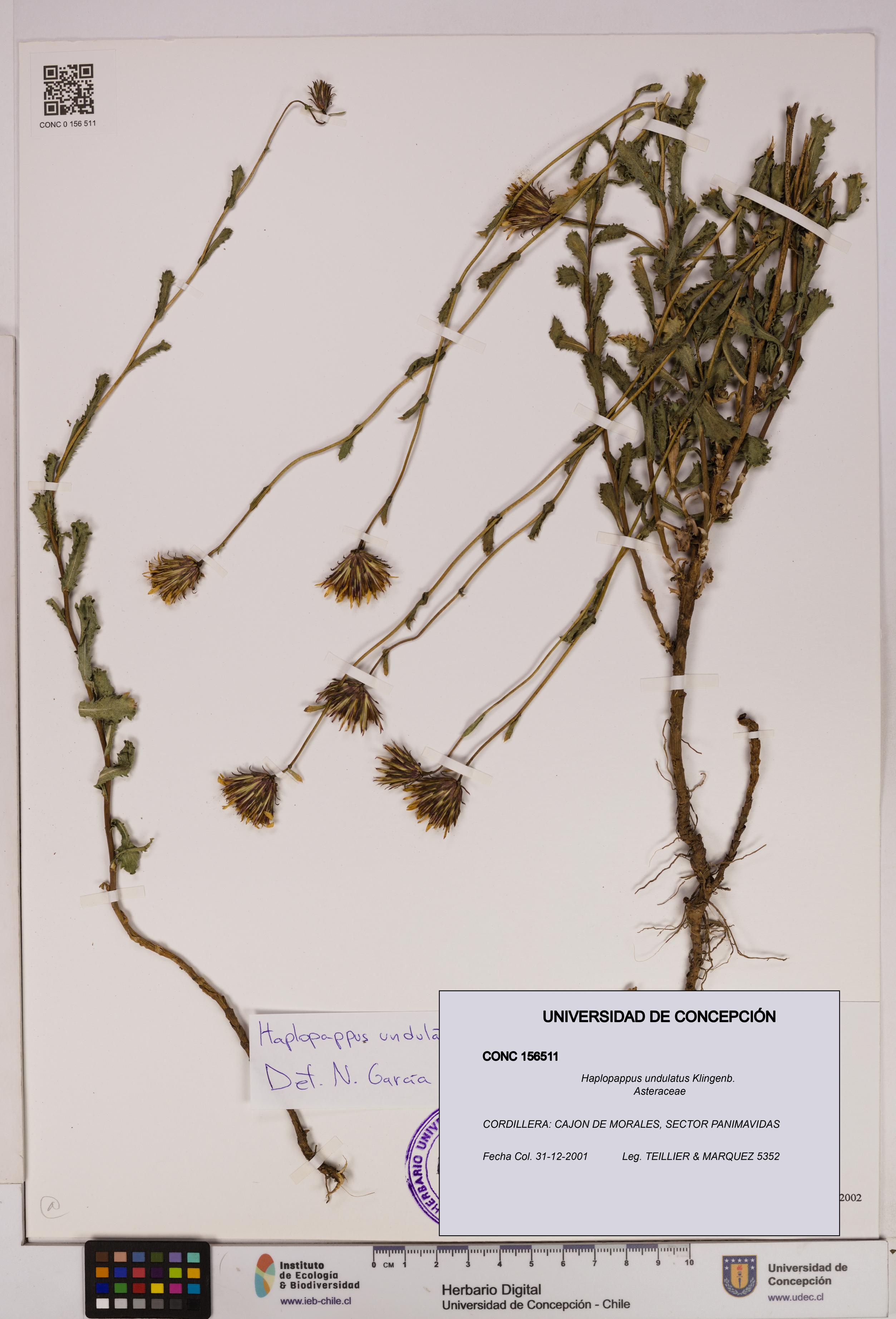 Haplopappus undulatus [Espécimen: UDEC:CONC:0156511]