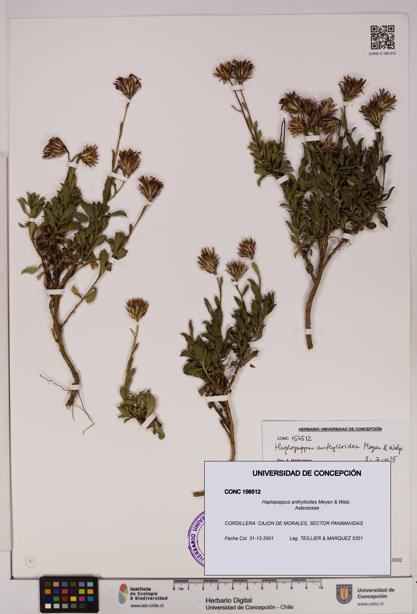 Haplopappus anthylloides [Espécimen: UDEC:CONC:0156512]