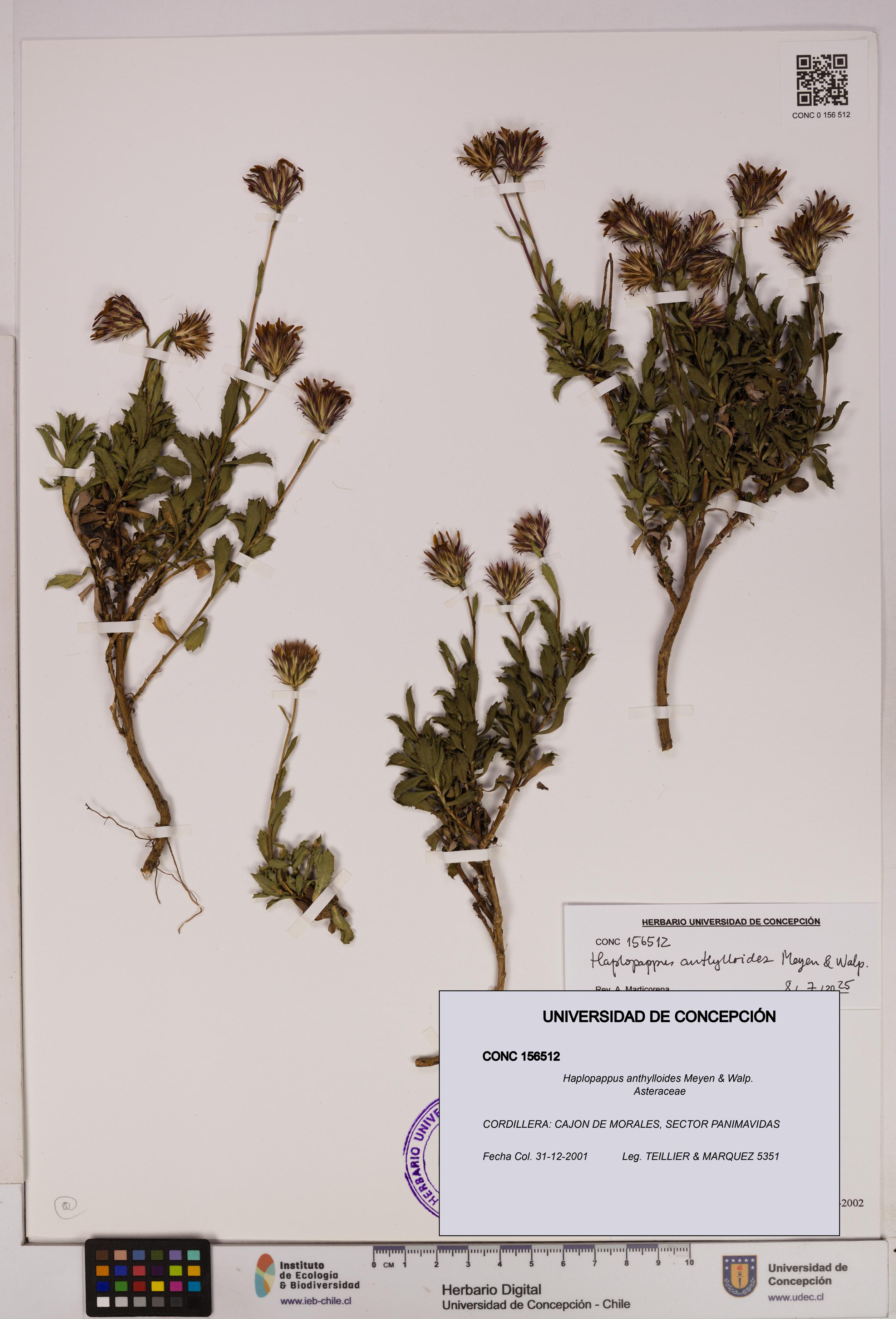 Haplopappus anthylloides [Espécimen: UDEC:CONC:0156512]
