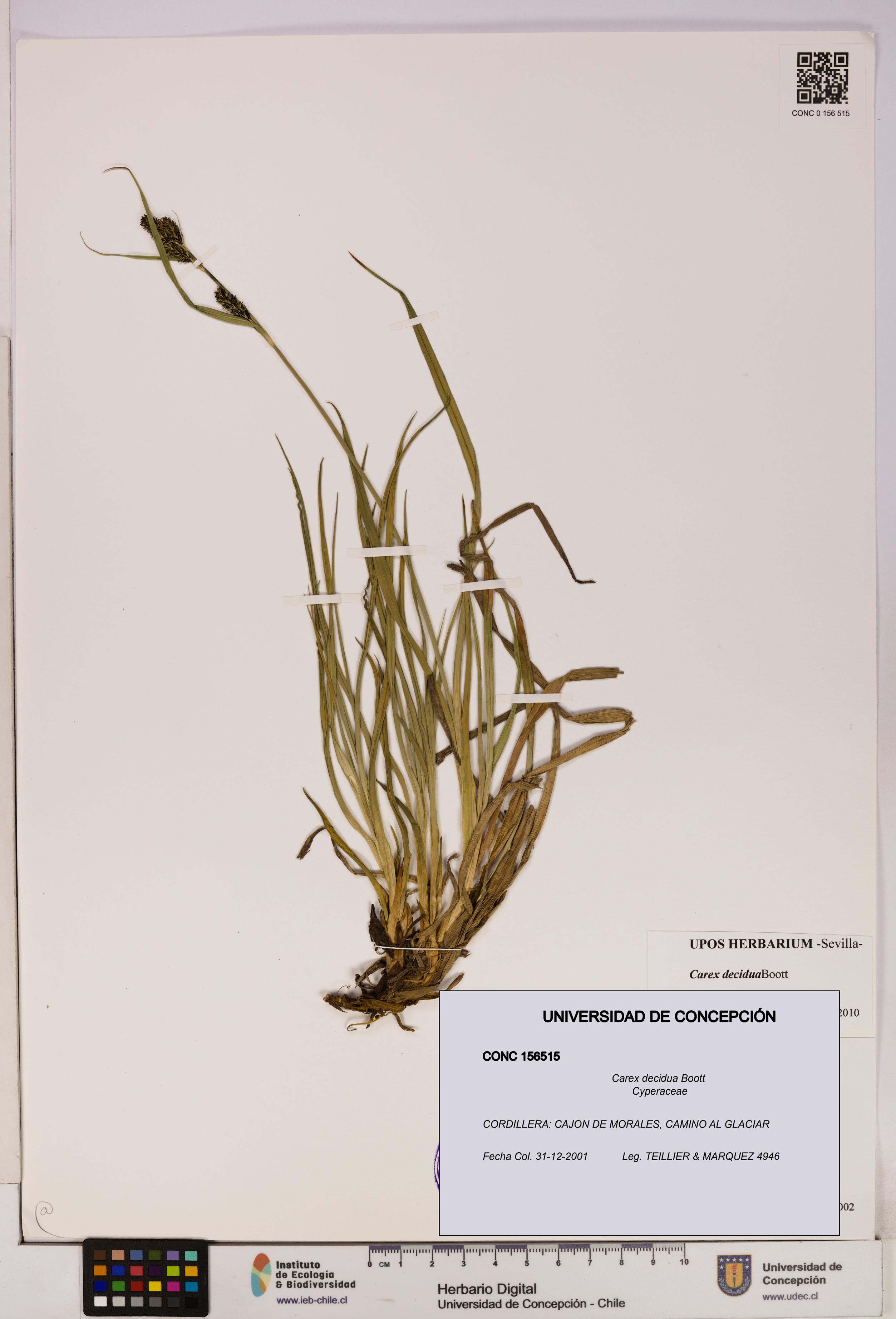Carex decidua [Espécimen: UDEC:CONC:0156515]