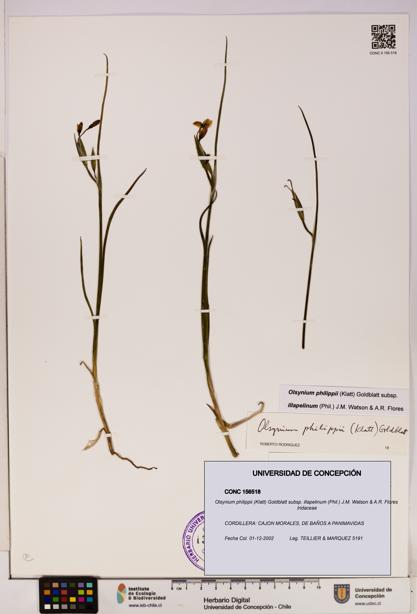 Olsynium philippii subsp. illapelinum [Espécimen: UDEC:CONC:0156518]