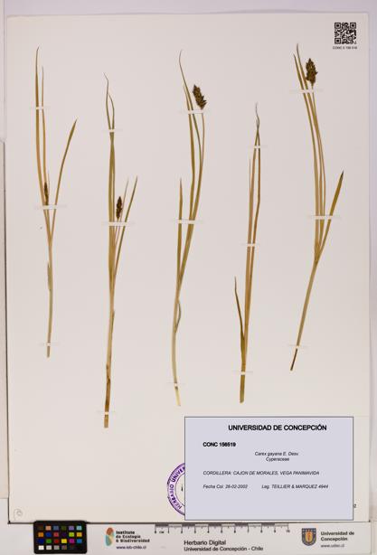 Carex gayana [Espécimen: UDEC:CONC:0156519]