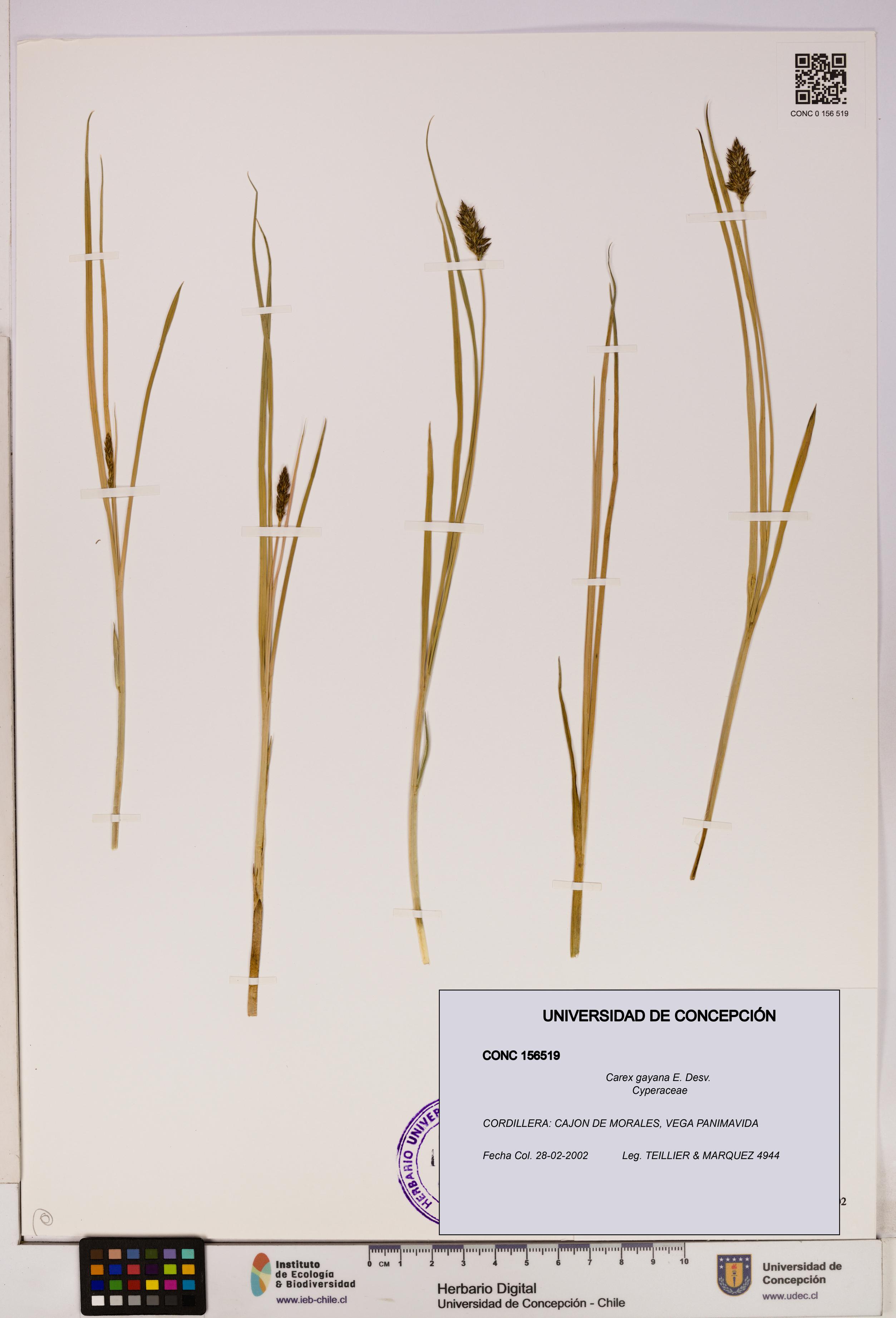 Carex gayana [Espécimen: UDEC:CONC:0156519]