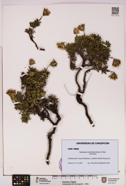 Haplopappus anthylloides [Espécimen: UDEC:CONC:0156525]