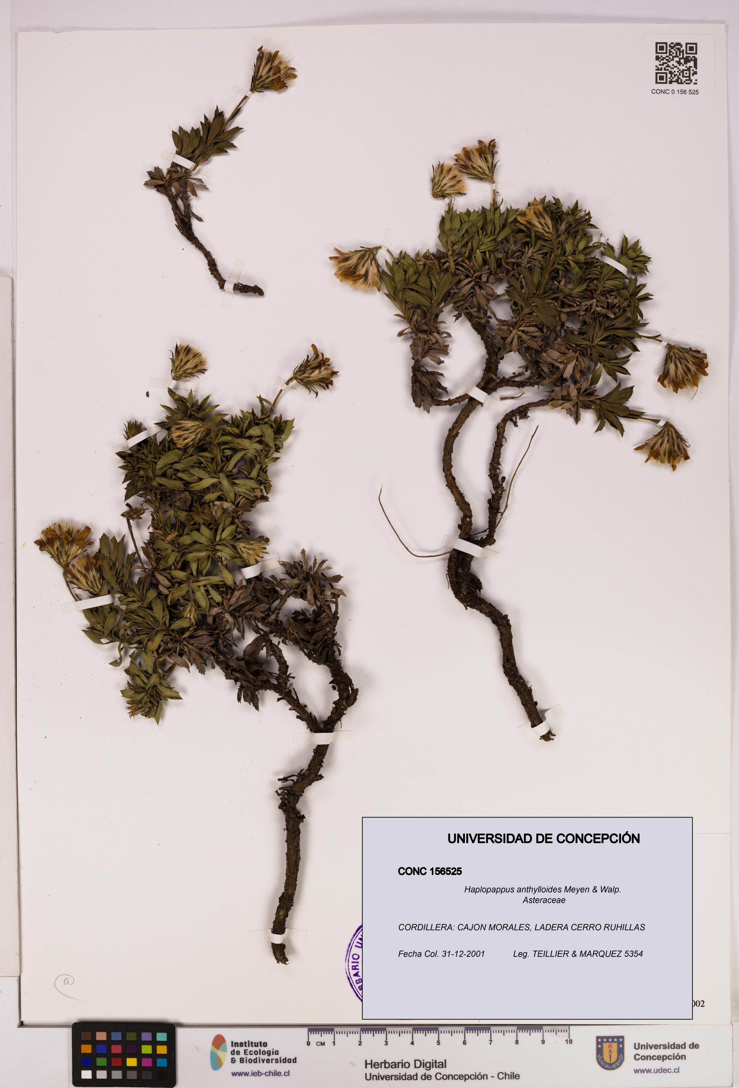 Haplopappus anthylloides [Espécimen: UDEC:CONC:0156525]