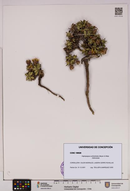 Haplopappus anthylloides [Espécimen: UDEC:CONC:0156526]