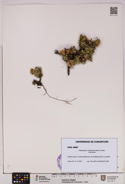 Haplopappus anthylloides [Espécimen: UDEC:CONC:0156527]