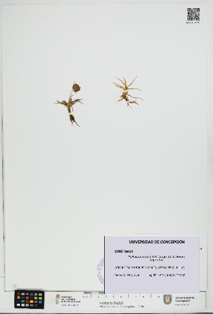 Phylloscirpus acaulis [Espécimen: UDEC:CONC:0156531]