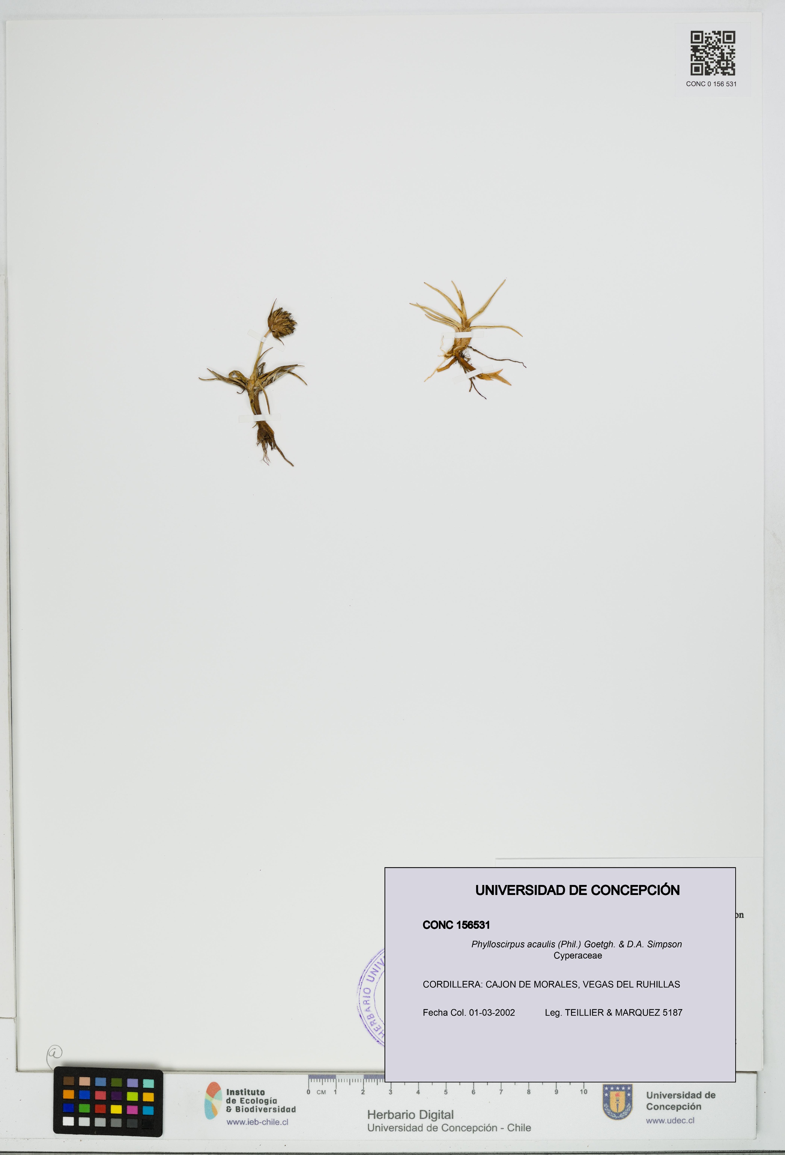 Phylloscirpus acaulis [Espécimen: UDEC:CONC:0156531]