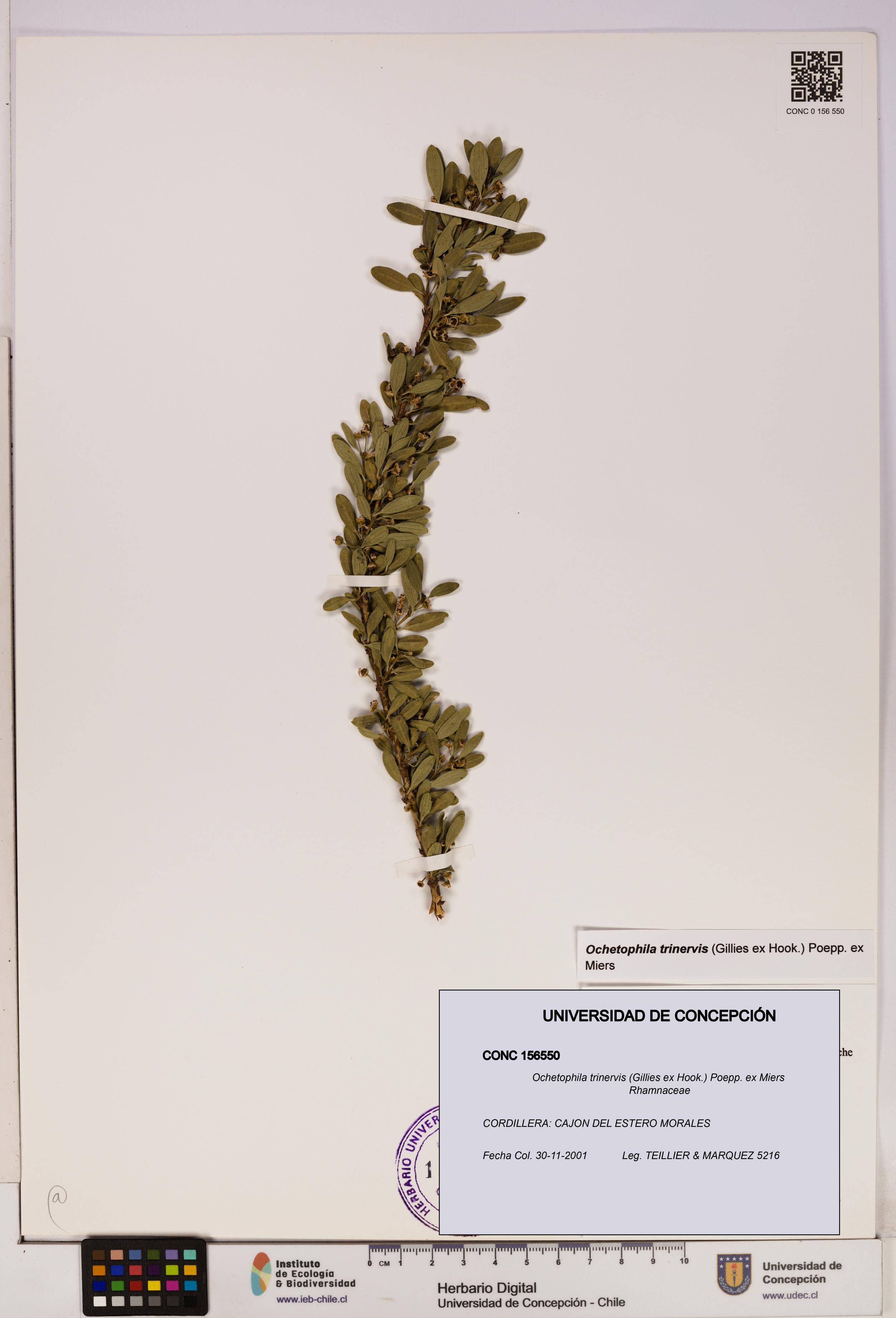 Ochetophila trinervis [Espécimen: UDEC:CONC:0156550]