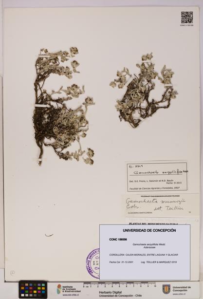 Gamochaeta serpyllifolia [Espécimen: UDEC:CONC:0156556]