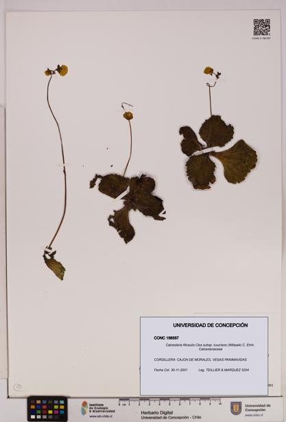 Calceolaria filicaulis [Espécimen: UDEC:CONC:0156557]