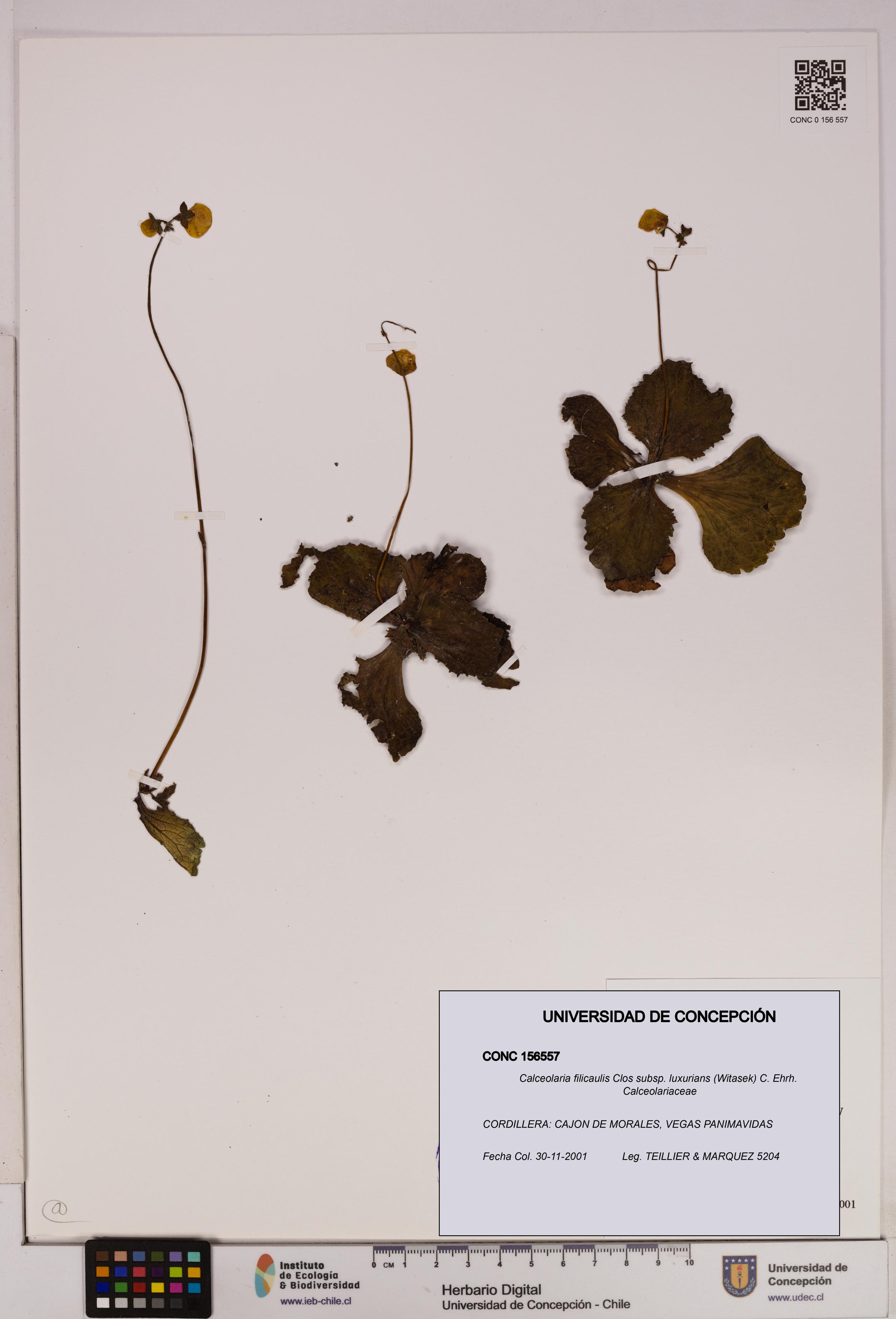 Calceolaria filicaulis [Espécimen: UDEC:CONC:0156557]