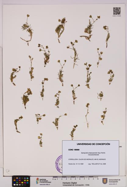 Spergularia depauperata [Espécimen: UDEC:CONC:0156560]