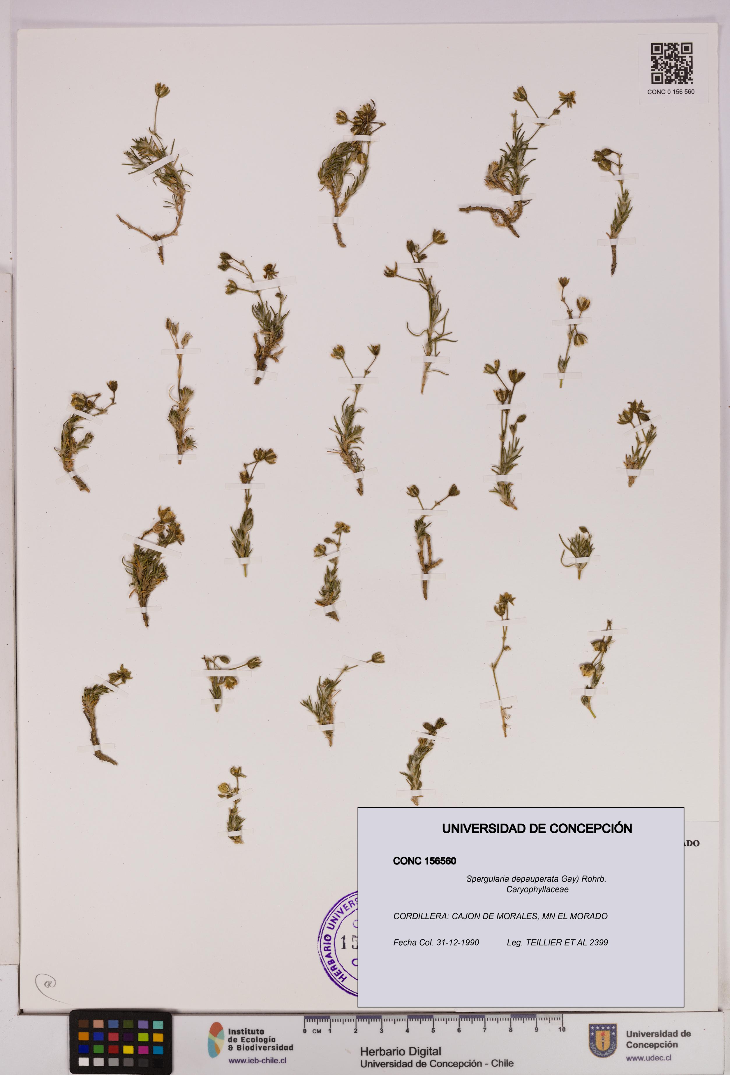 Spergularia depauperata [Espécimen: UDEC:CONC:0156560]