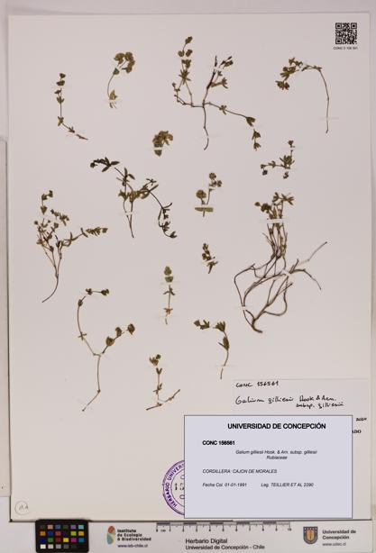 Galium gilliesii [Espécimen: UDEC:CONC:0156561]
