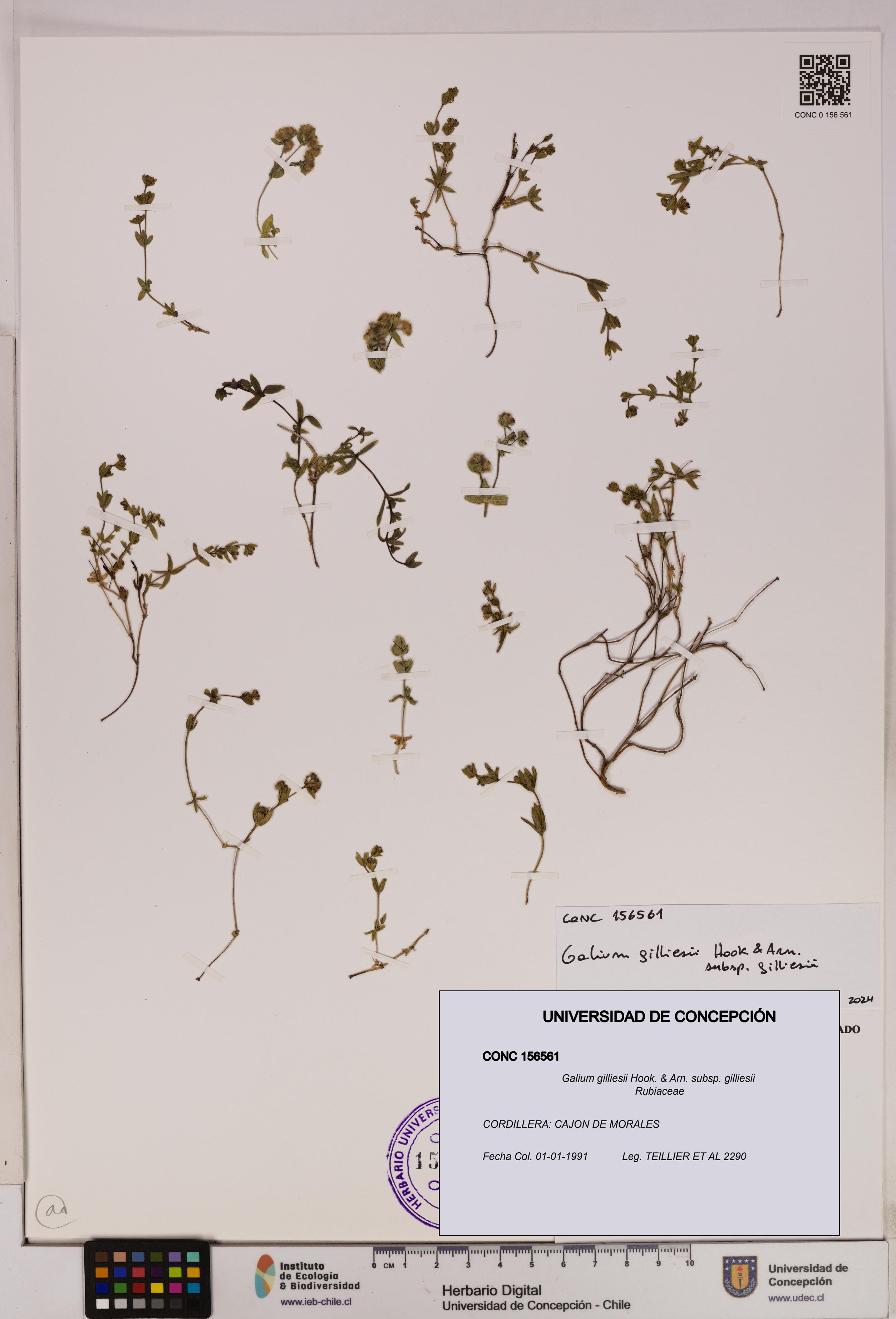 Galium gilliesii [Espécimen: UDEC:CONC:0156561]