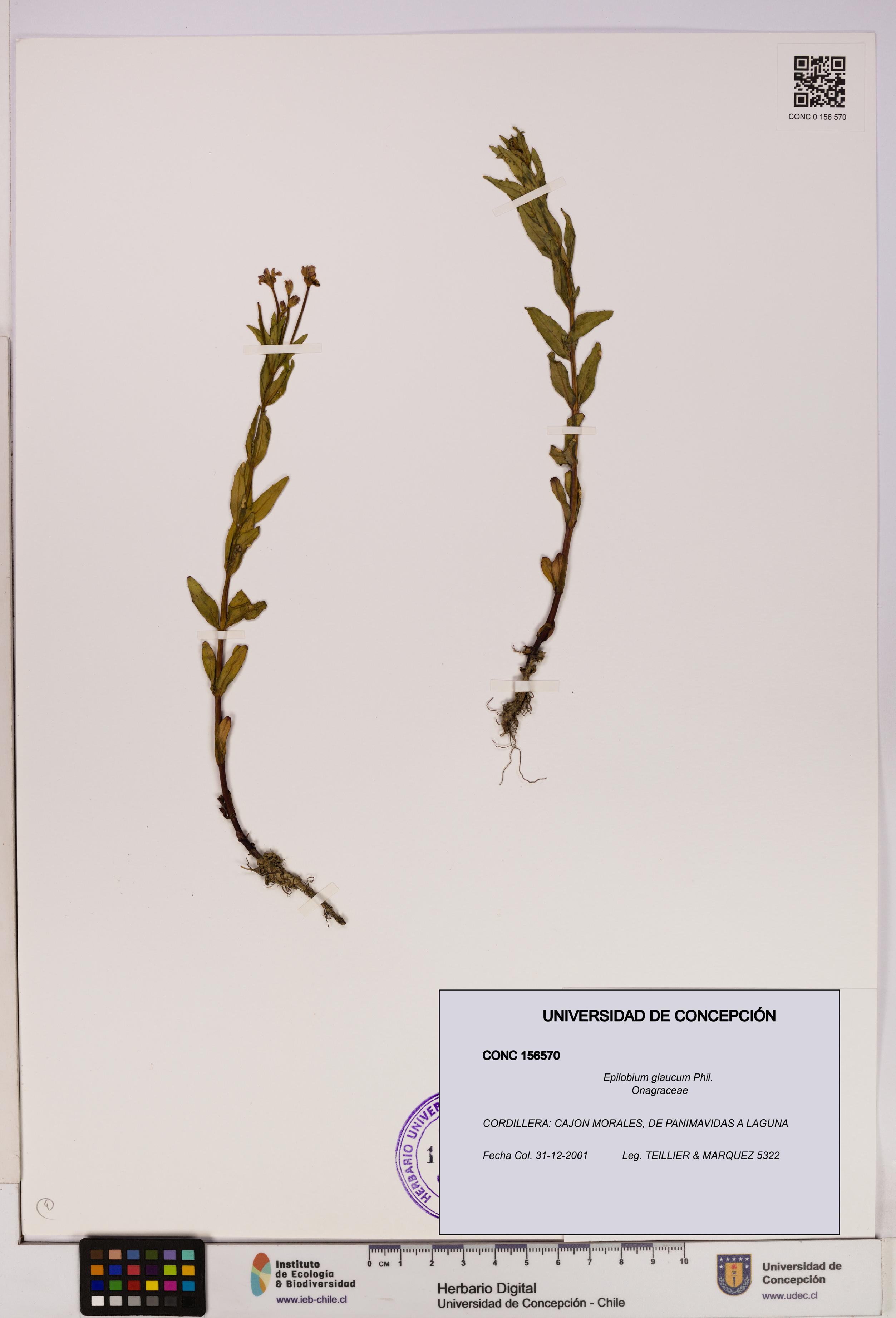 Epilobium glaucum [Espécimen: UDEC:CONC:0156570]