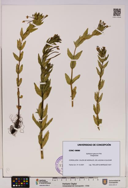 Epilobium glaucum [Espécimen: UDEC:CONC:0156580]
