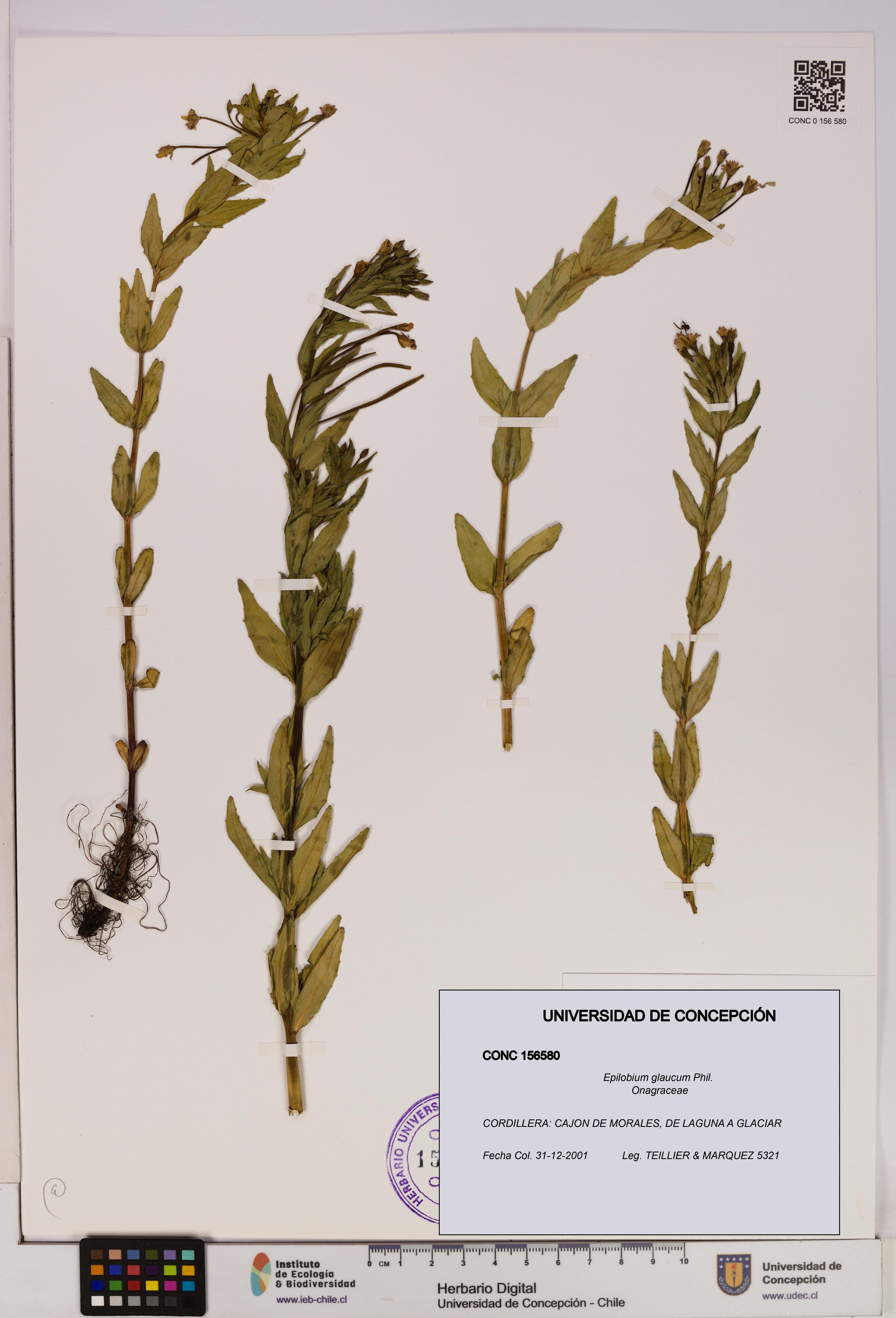 Epilobium glaucum [Espécimen: UDEC:CONC:0156580]