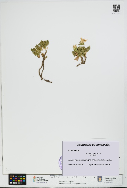 Perezia poeppigii [Espécimen: UDEC:CONC:0156597]