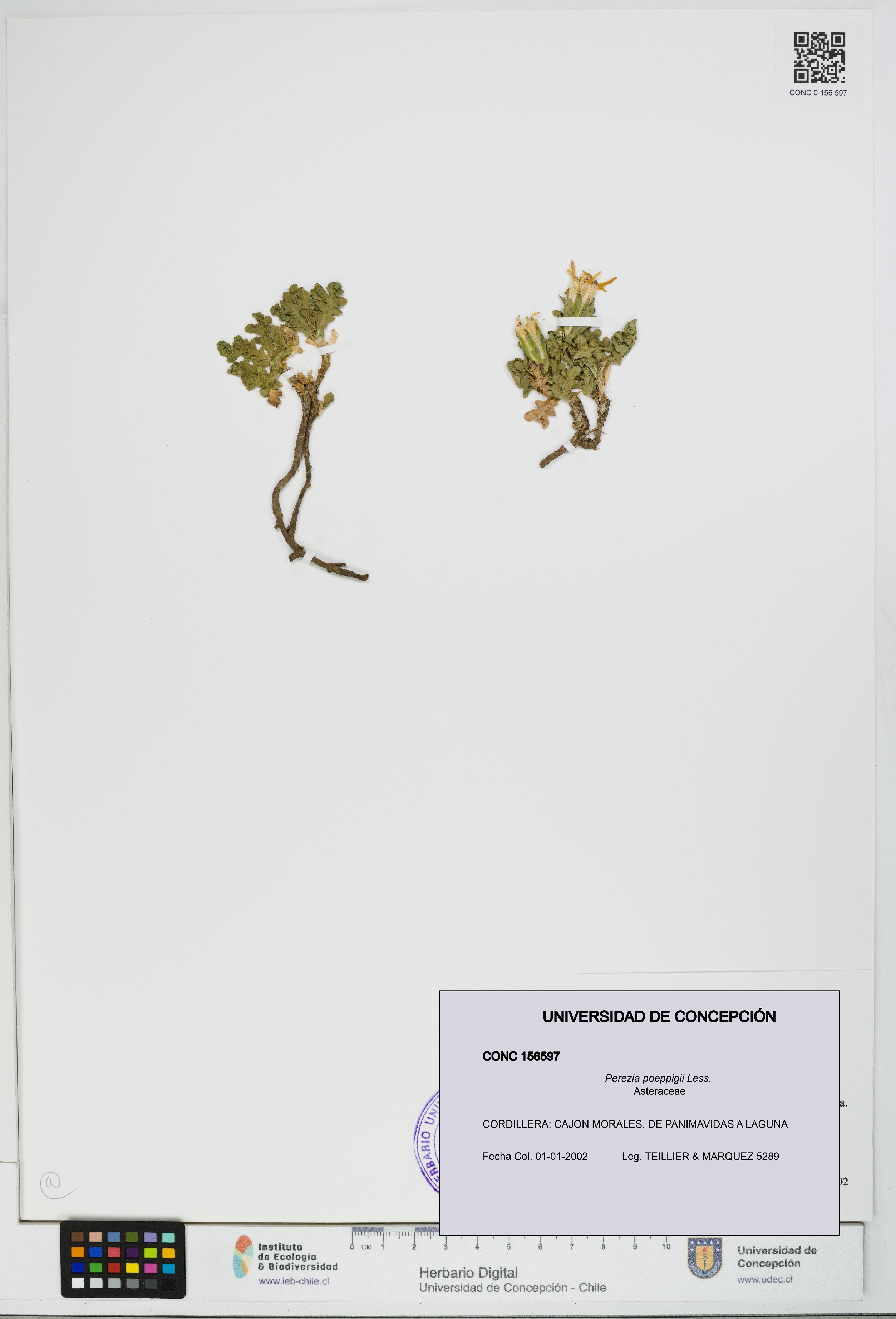 Perezia poeppigii [Espécimen: UDEC:CONC:0156597]