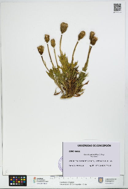 Senecio clarioneifolius [Espécimen: UDEC:CONC:0156602]