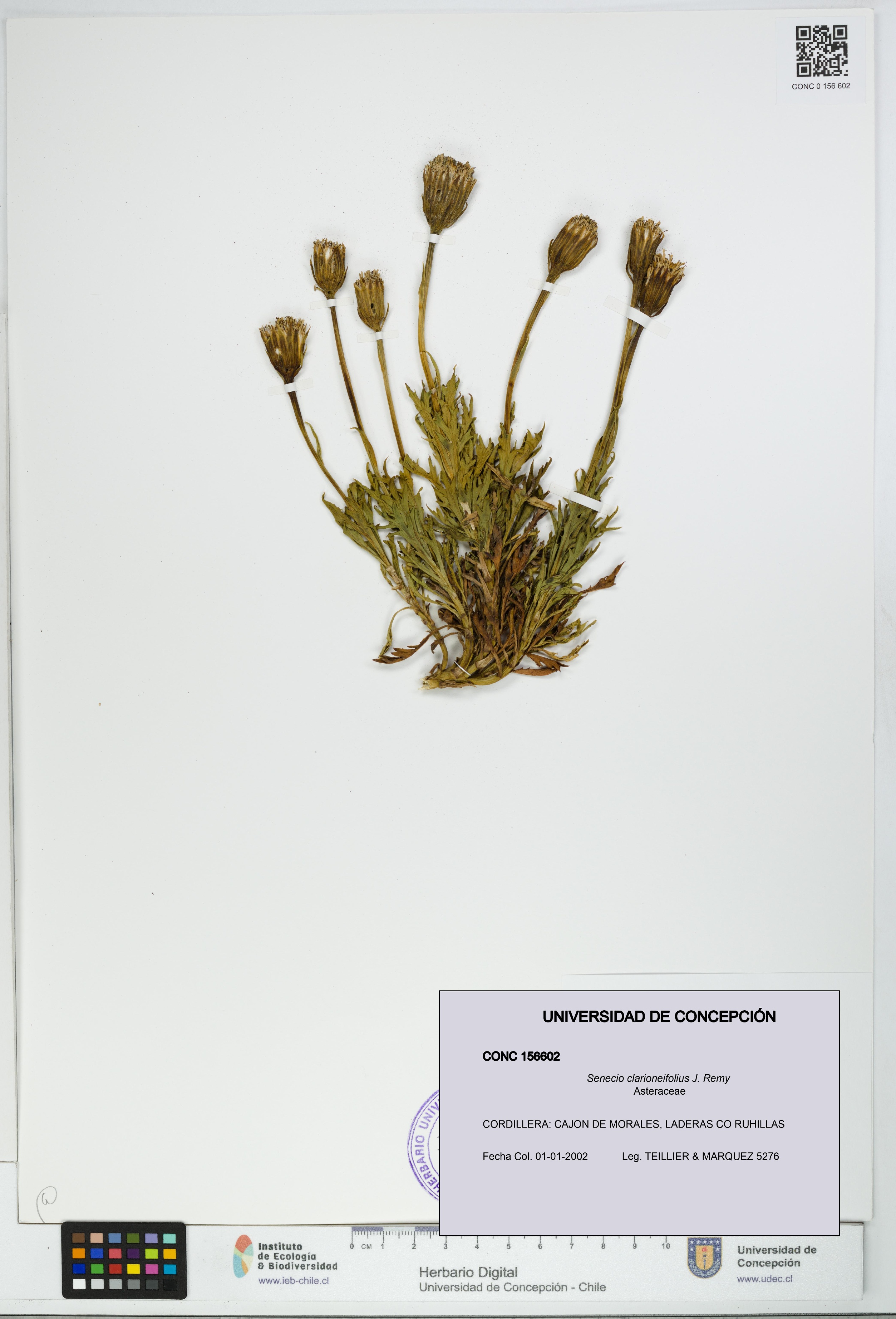 Senecio clarioneifolius [Espécimen: UDEC:CONC:0156602]