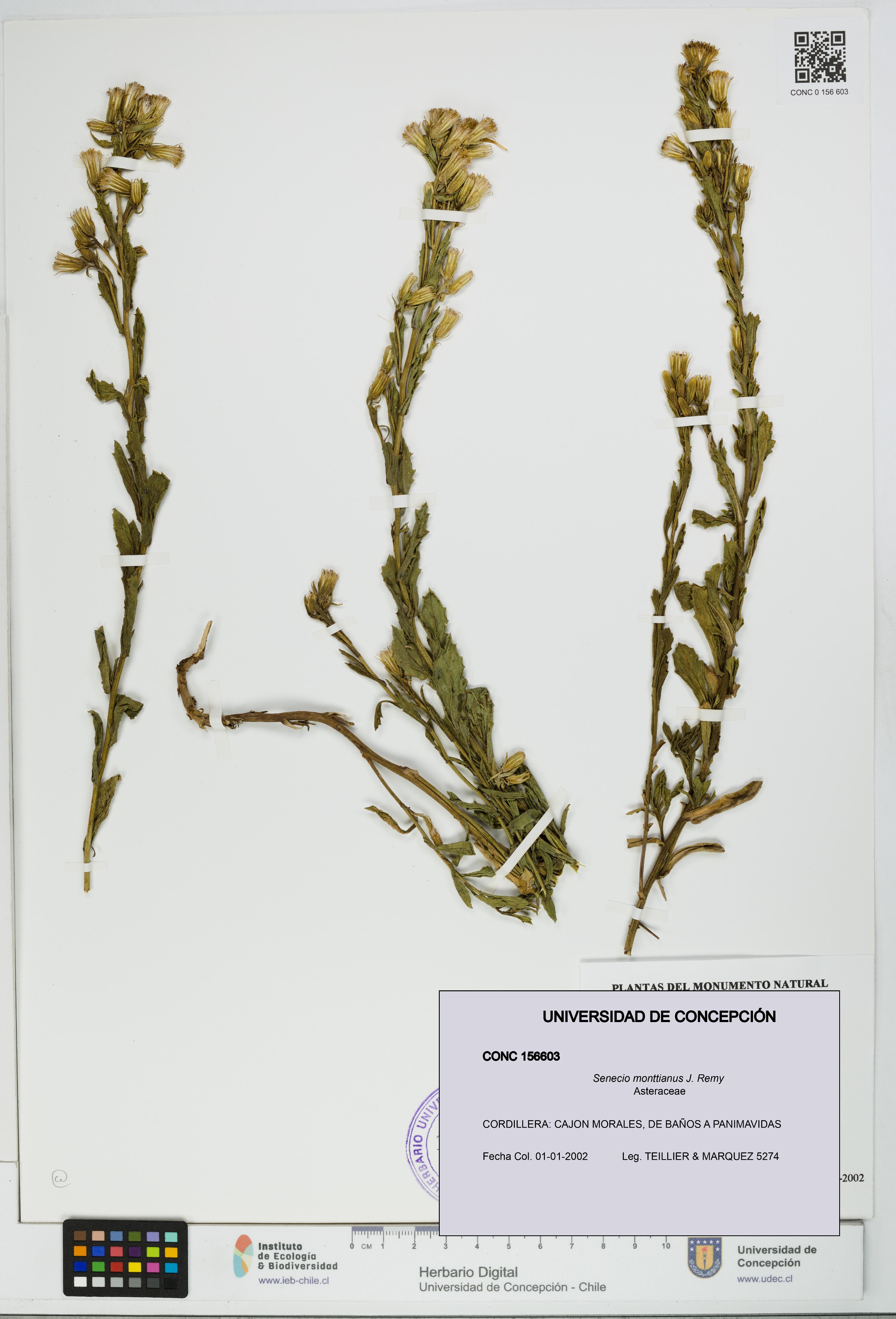 Senecio monttianus [Espécimen: UDEC:CONC:0156603]