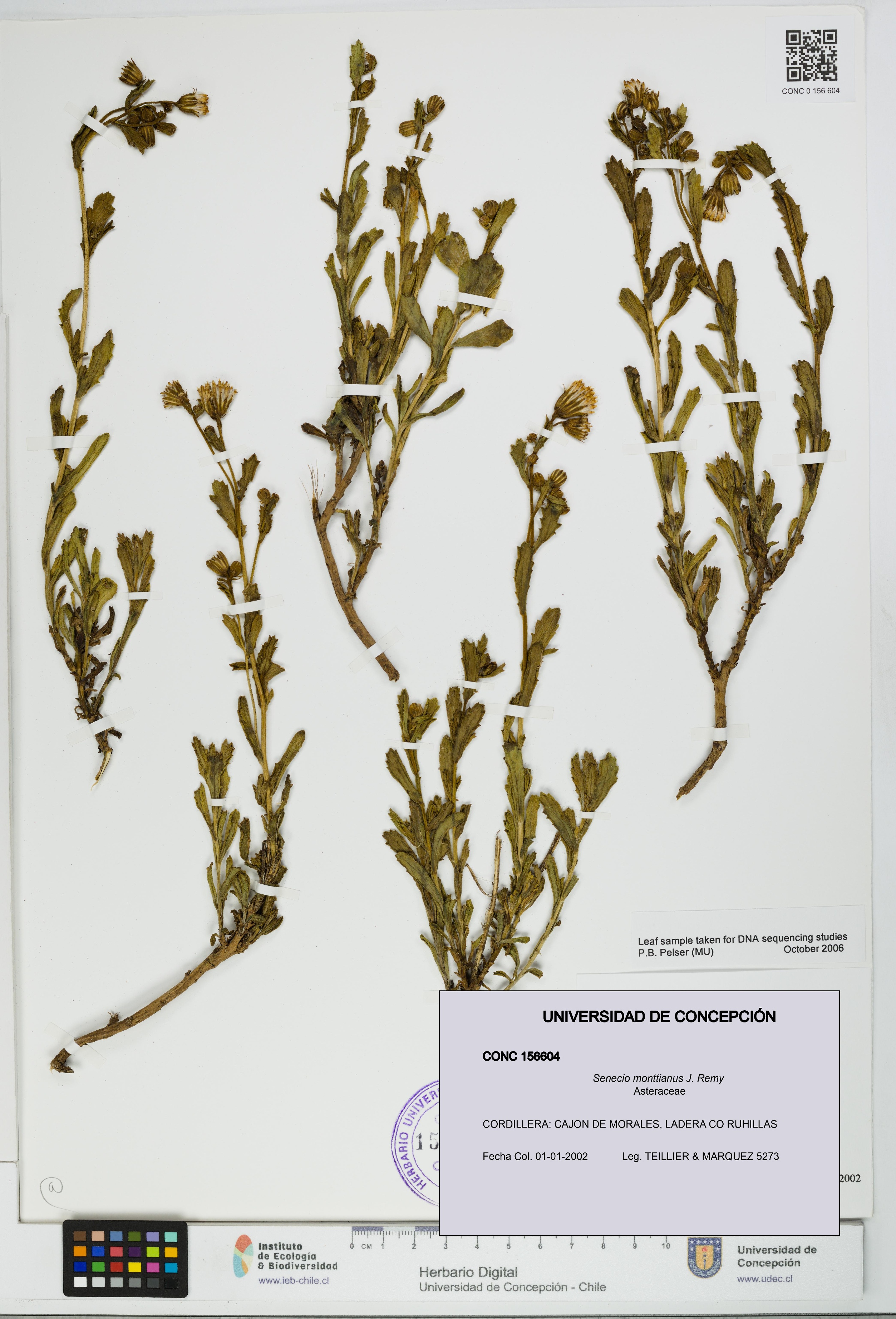 Senecio monttianus [Espécimen: UDEC:CONC:0156604]