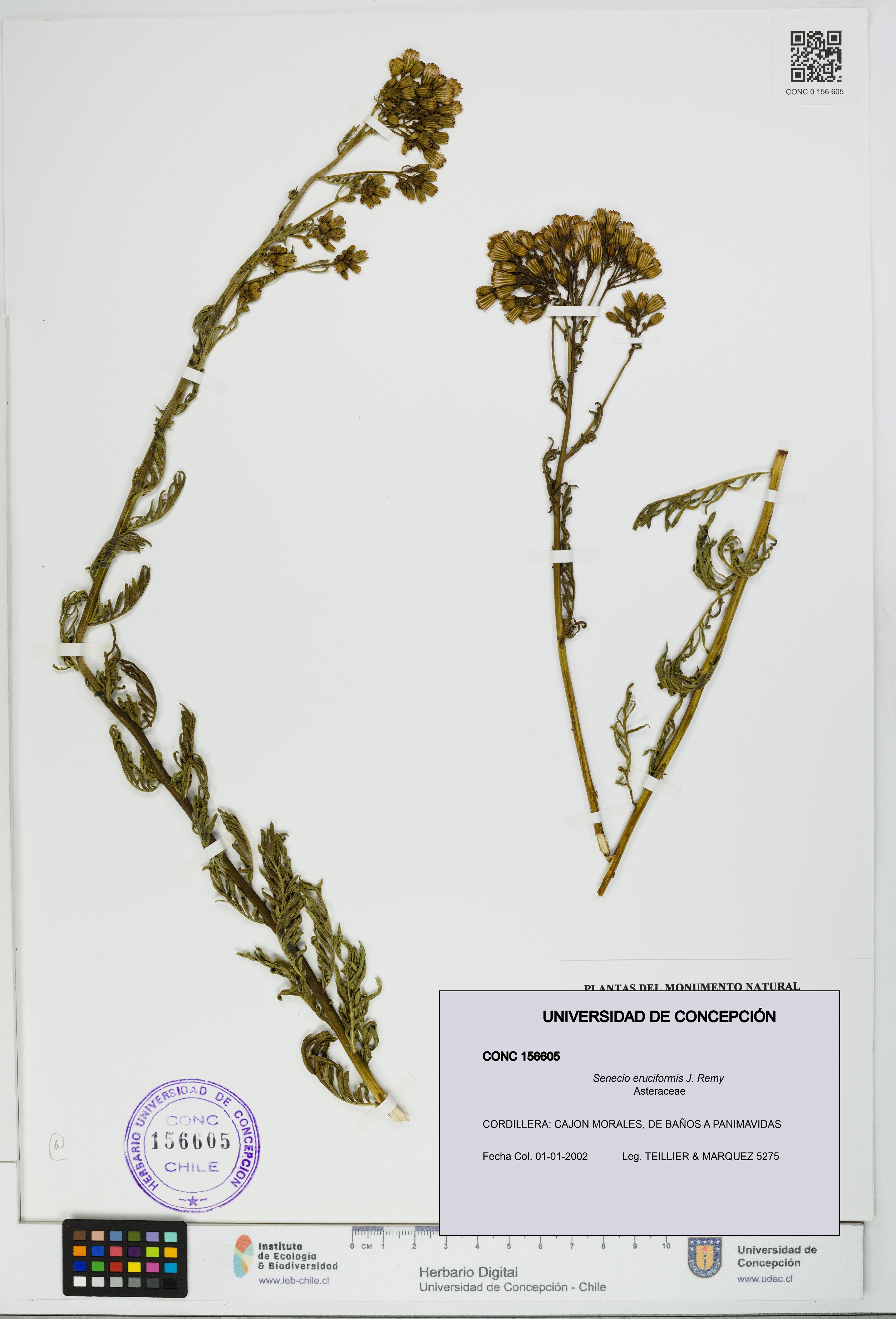 Senecio eruciformis [Espécimen: UDEC:CONC:0156605]