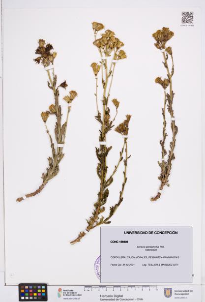 Senecio pentaphyllus [Espécimen: ]