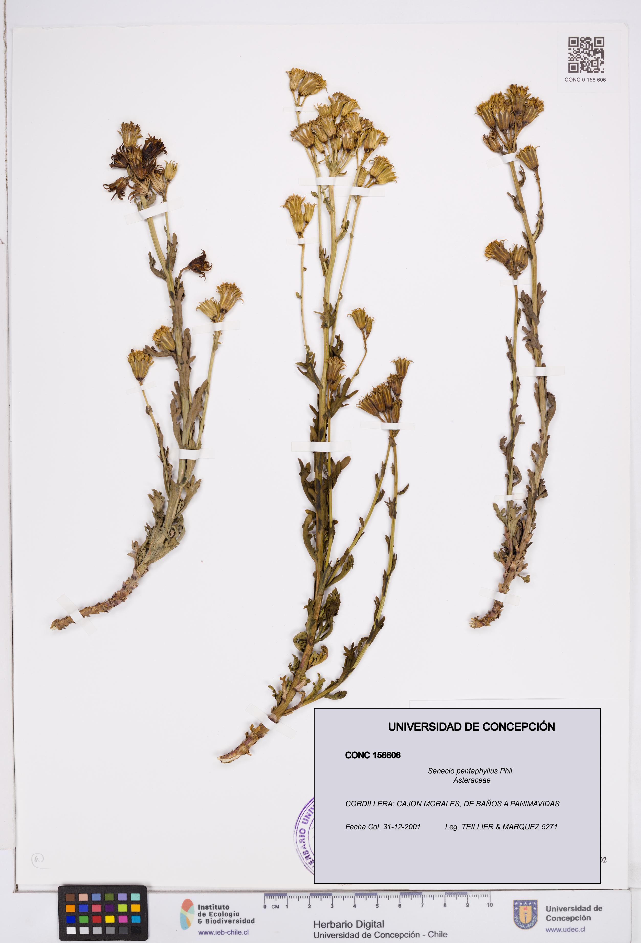 Senecio pentaphyllus [Espécimen: ]