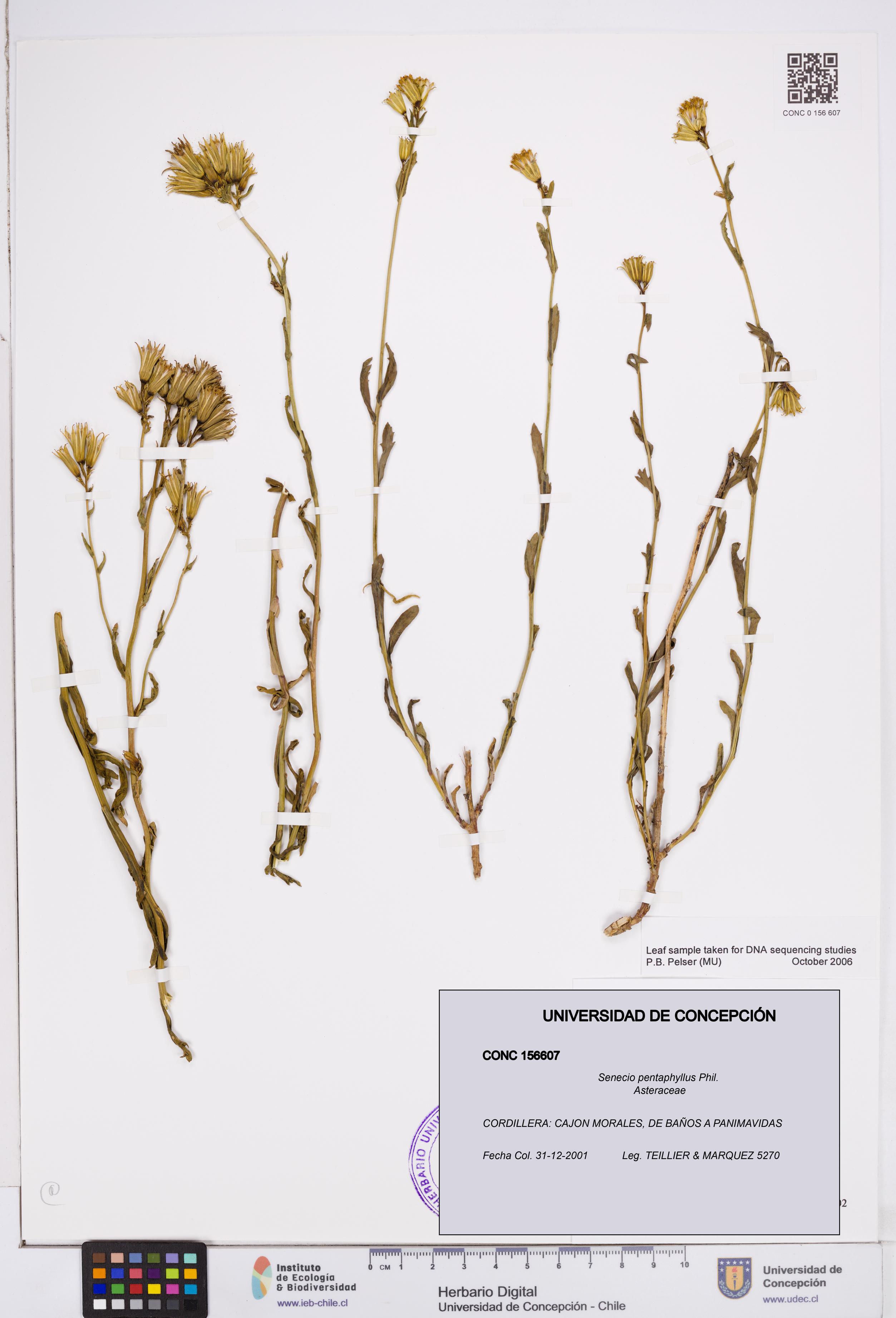 Senecio pentaphyllus [Espécimen: ]